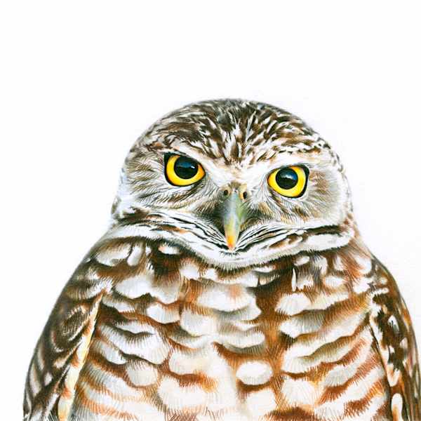 Burrowing Owl by Oliver James, Image 1.