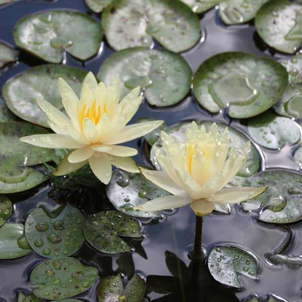 Waterlilies by Heather Bowen, Image 1.