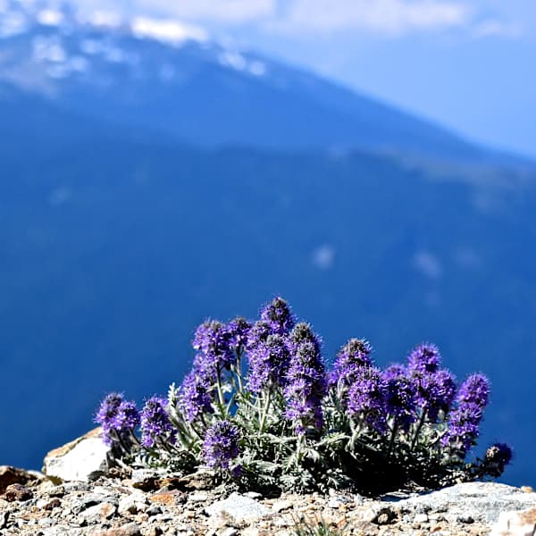 Purple Flowers on the Edge by Samantha Biba, Image 1.