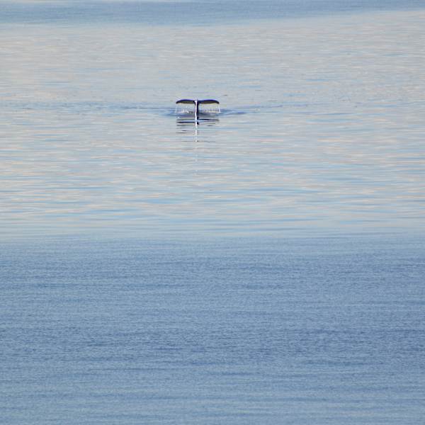Whale Tail by Elizabeth Lancour, Image 1.