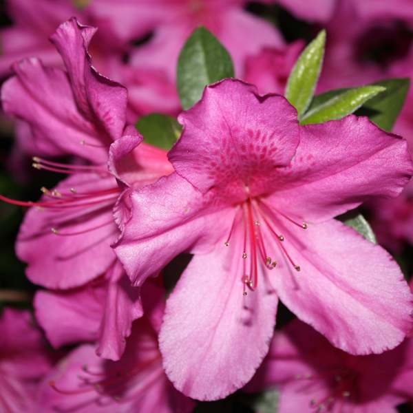 Spring Arrives in Houston by Cathy P. Supak, Image 1.