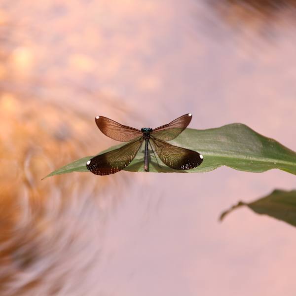 Creek Damsel by Meredith Treadway, RN, Image 1.