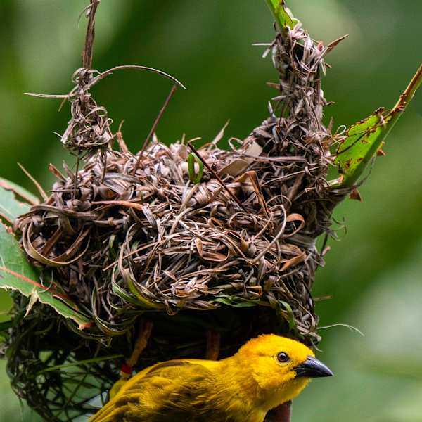 Weaver Bird Upsidedown by Howard Sockrider, Image 1.