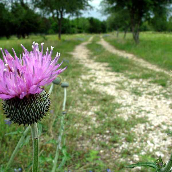 Texas Thistle by Tory Schmitz, Image 1.