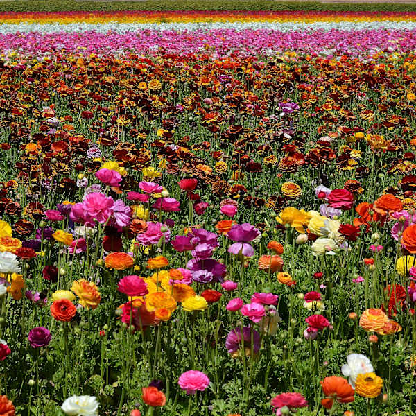 The Flower Fields by Scott Matocha, Image 1.