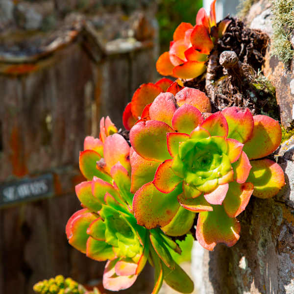 Beautiful Blooms by Rosa Huisenfeldt, Image 1.