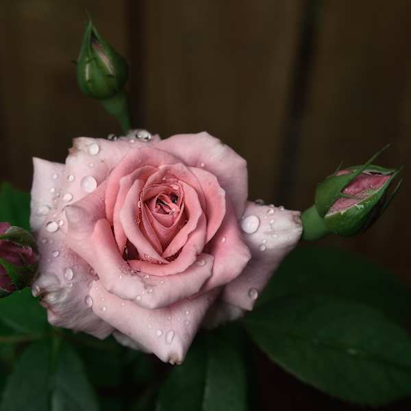 Blooming Rose, Early Spring by Magdi Ayyad, Image 1.