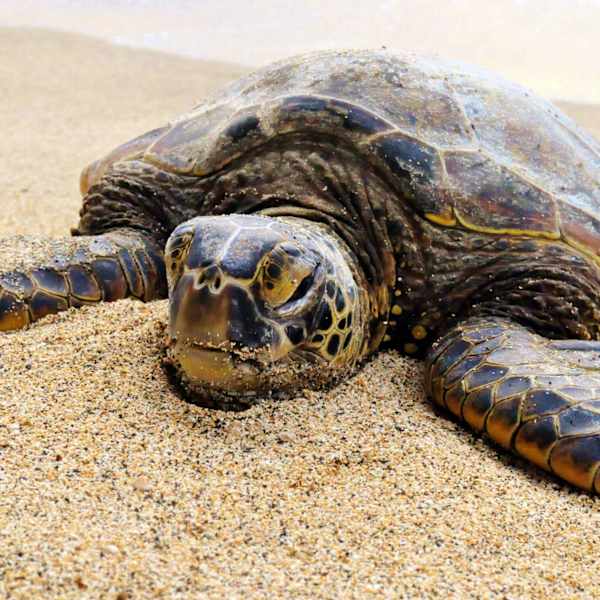 Sun Bathing by Rowel Santiago, Image 1.