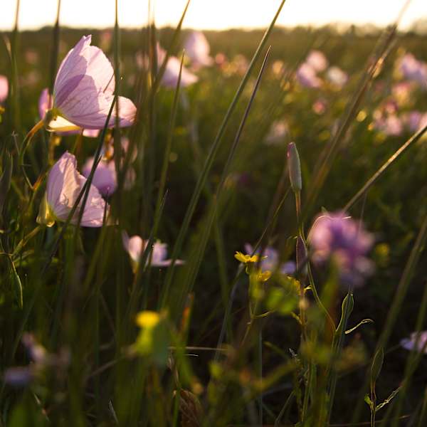 Blooms Under the Sunset by Qianquan Ma, Image 1.