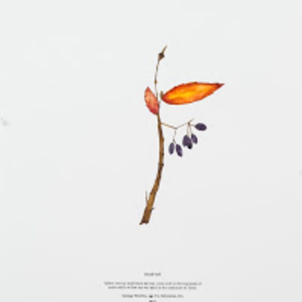 The Recognitions: Plants as Medicine by Hope Hilton, Image 5.