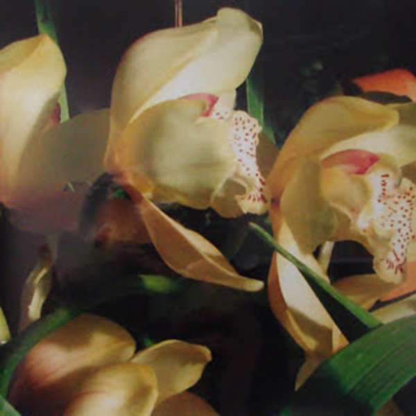 Here Comes the Sun by Sharon Burton, Image 1.