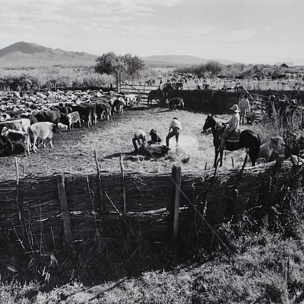Fall Branding at the Ninety-Six Ranch, Paradise Valley, Nevada by Carl Fleischhauer, Image 1.