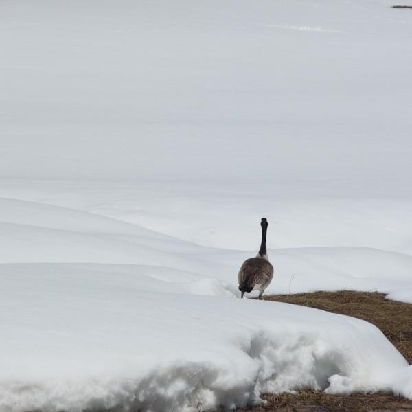 Lone Canadian Goose by Lisa West, Image 1.