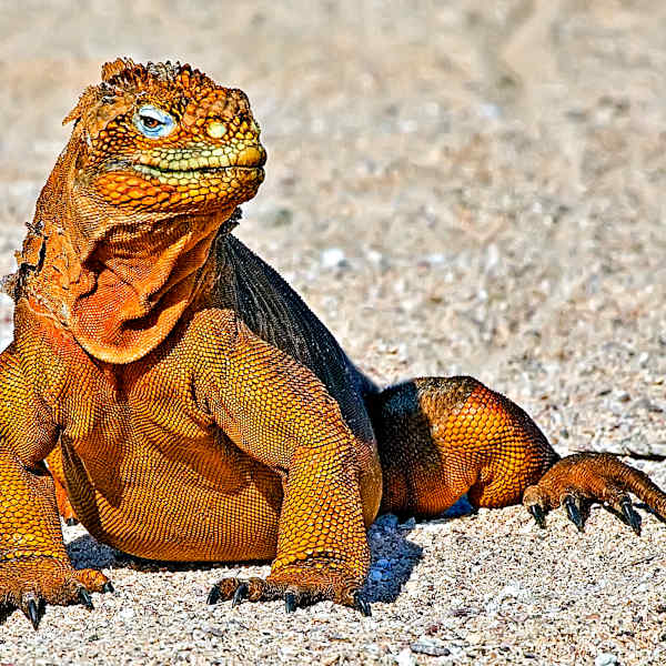 Land Iguana by Robert Davis, MD, Image 1.