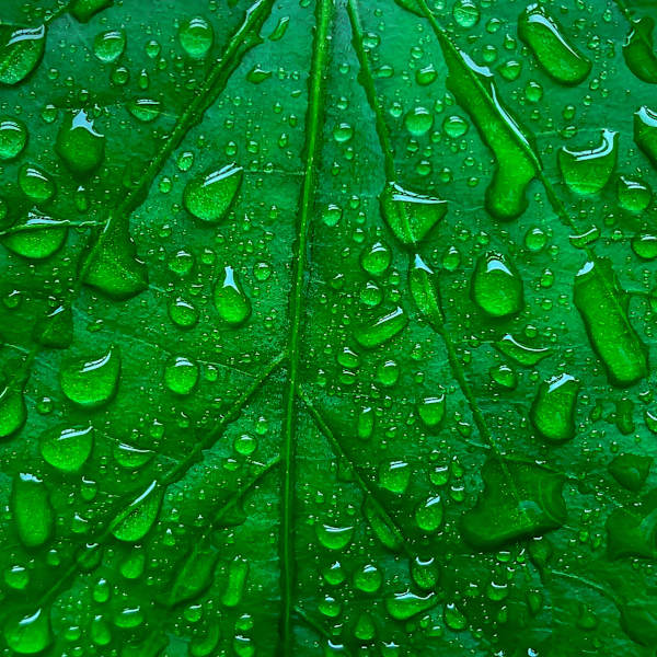 Garden Leaf Water Drops by Ziad El-Zaatari, MD, Image 1.
