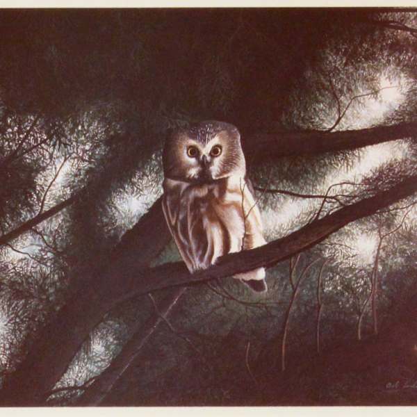 Saw Whet Owl in Cedar by Bob Timberlake, Image 1.
