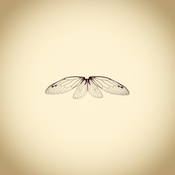 Dog Day Cicada Wings, Tibicen canicularis, from the series Photographic Survey of the American Yard by Joshua White, Image 1.