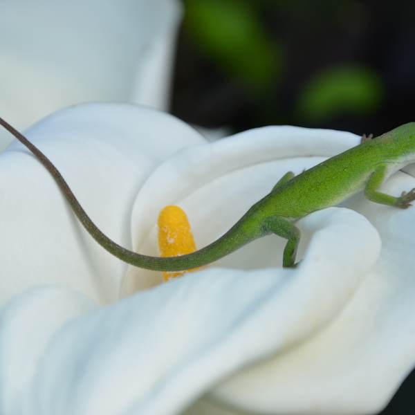 On the Edge by Huong Nguyen, Image 1.