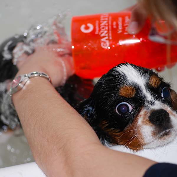 Bath Time by Kyle Dawson, Image 1.
