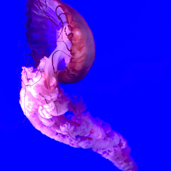 Jellyfish Blues by Eva Zsigmond, PhD, Image 1.