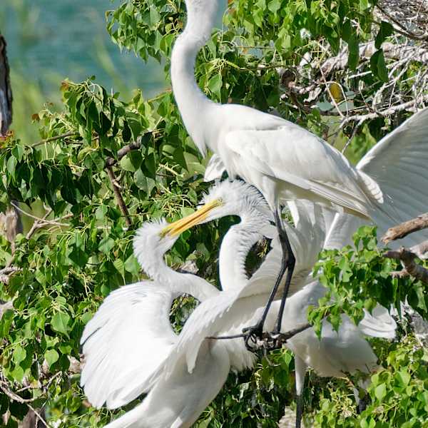 Feeding Egrets by Kelly Orr, RN, Image 1.