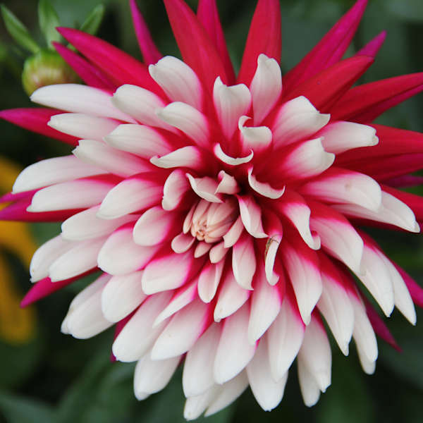 Garden Beauty, Stedemere House by Stacey Silverman, Image 1.