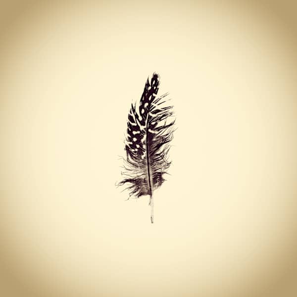 Feather, from the series Photographic Survey of the American Yard by Joshua White, Image 1.