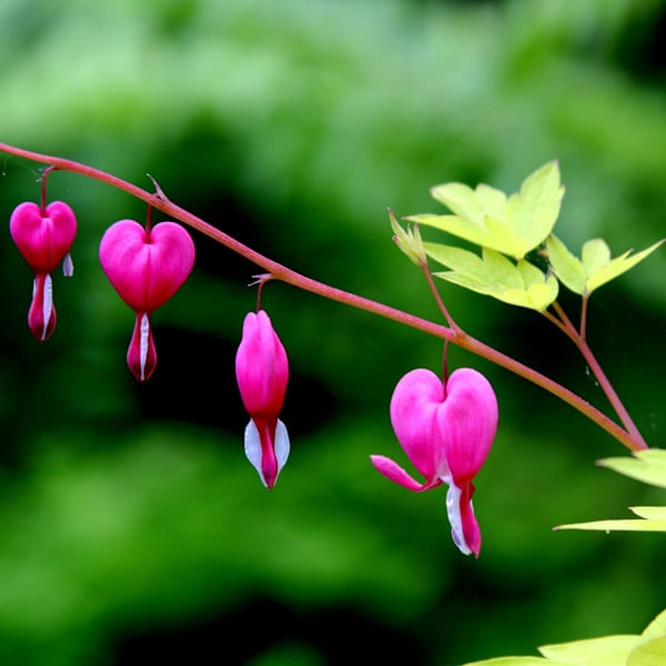 Bleeding Heart by Dianne Aldinger, Image 1.