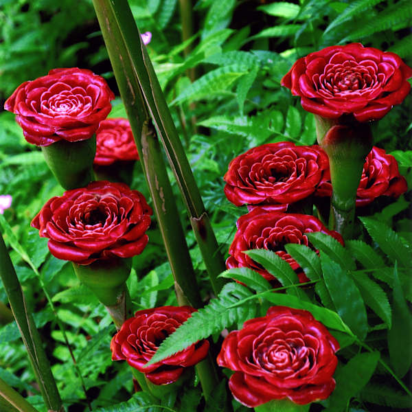 Exotic Tropical Flowers by Terry L. Papai, Image 1.