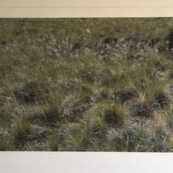 Needlegrass Boogie Woogie by Lenore Goodell, Image 1.