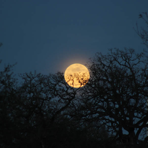 Night Light by Mike Doler, Image 1.