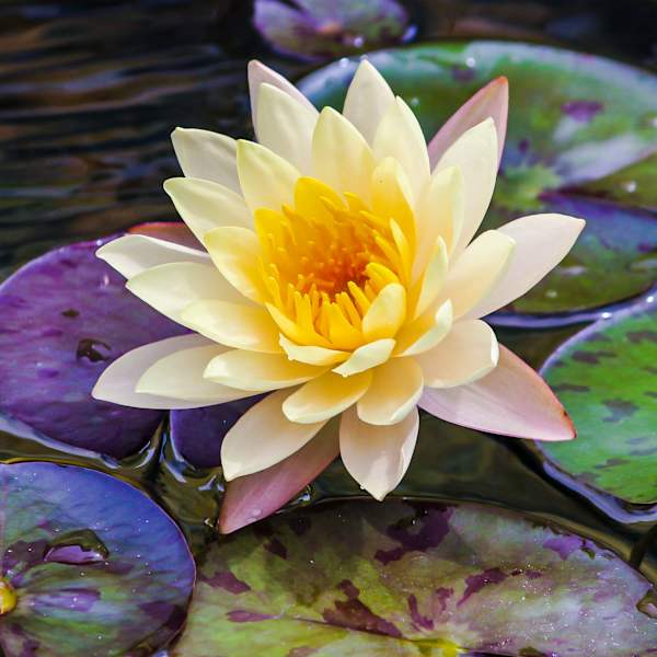 Yellow Lily and Pads by Pj Robins, Image 1.