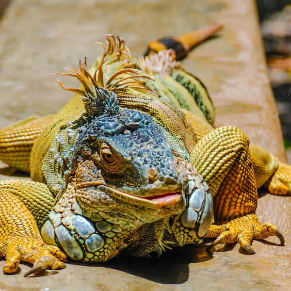 Lounging Lizard by Tom Boudreaux, Image 1.