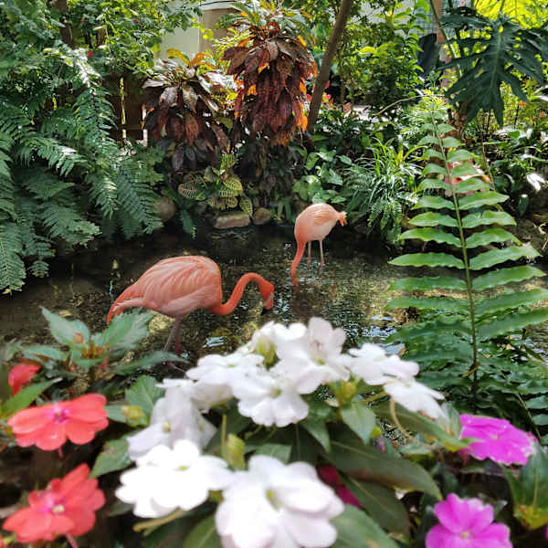 Pink in Paradise by Cathryn Anderson, Image 1.