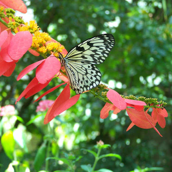 Simple Beauty by Charina Serra-Tull, Image 1.