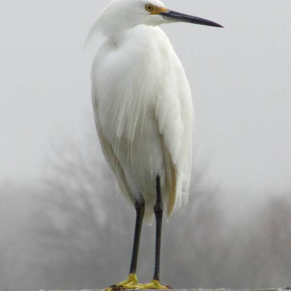 Snowy Egret by Carilyn Cavness, Image 1.