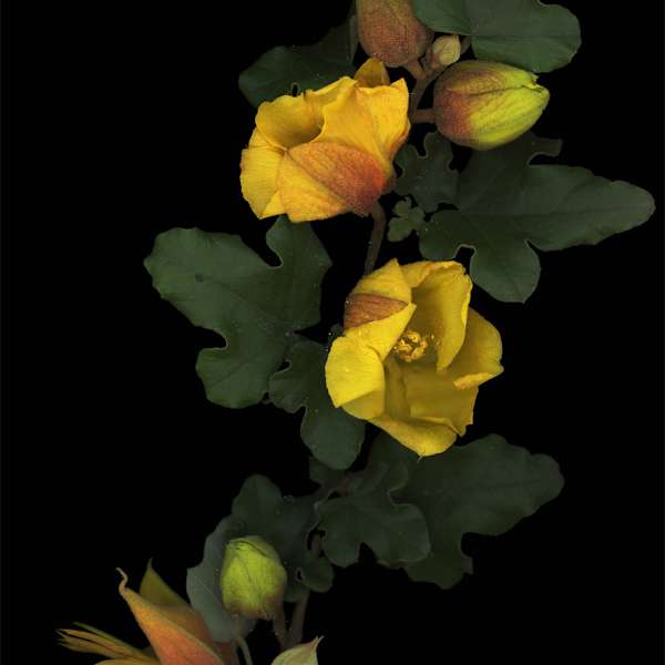 Tulip Tree by Mary Shisler, Image 1.