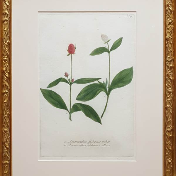 N.97 by Johann Wilhelm Wienmann (1683-1741), Image 5.
