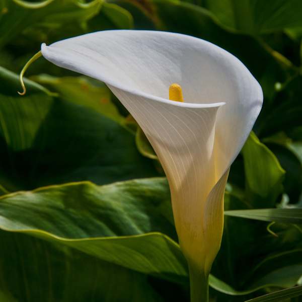 Light and Shadow by Patrick Reardon, MD, Image 1.