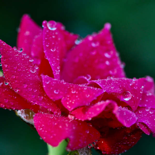 Morning Dew by Ayumi Fielden, RN, Image 1.