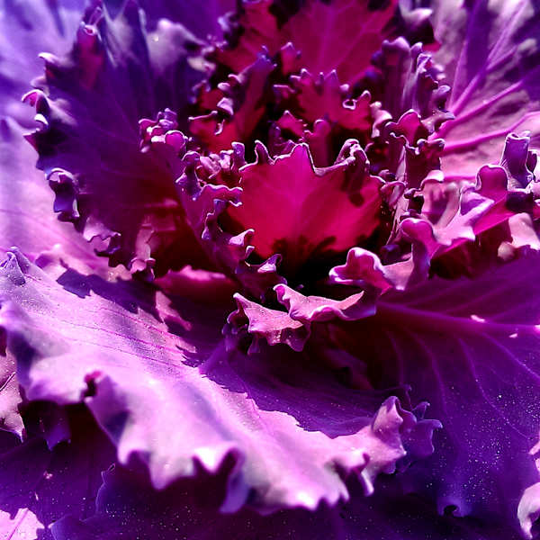 Violet Lace by Marta Lange, Image 1.