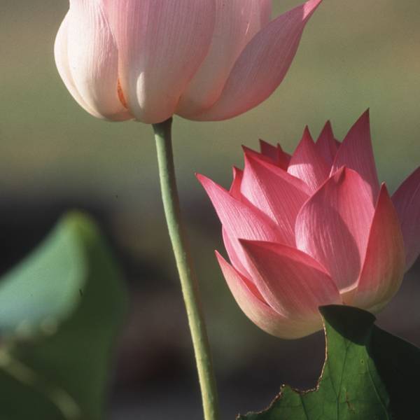 Serenity by Joe Sandler, Image 1.