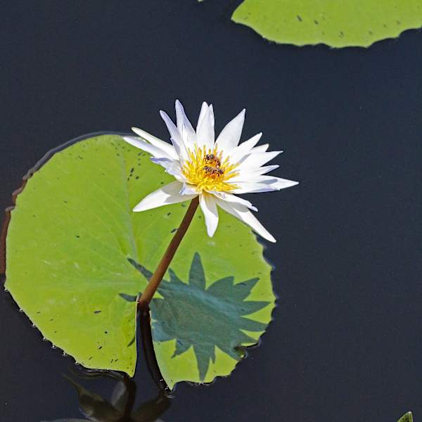 Bouquet of One by Debra Penney, RN, Image 1.