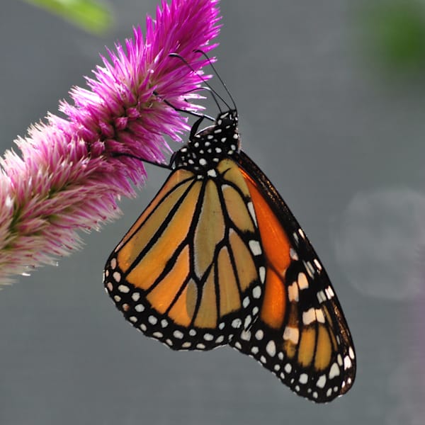 Butterfly at Work by Nitin Warier, Image 1.