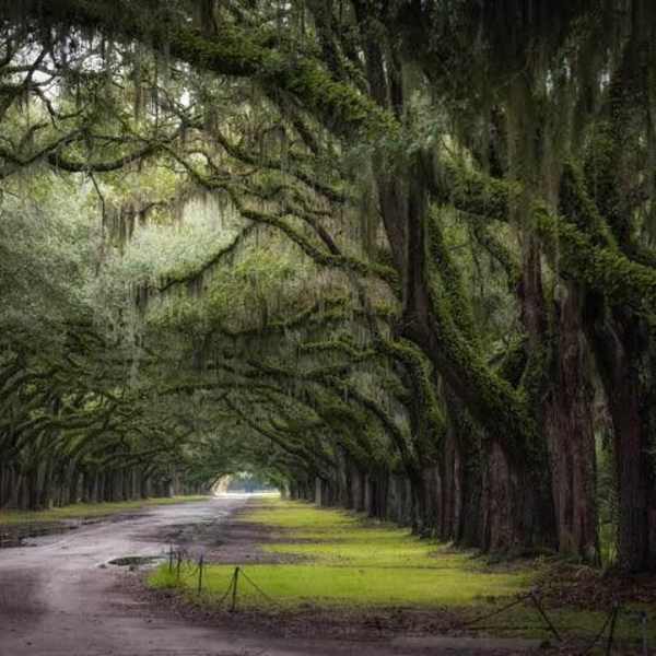 Mystical Wormsloe by Catherine J. Alston, Image 5.