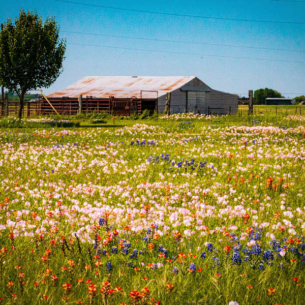 Brenham Wildflowers II by Paula Karonika, Image 1.