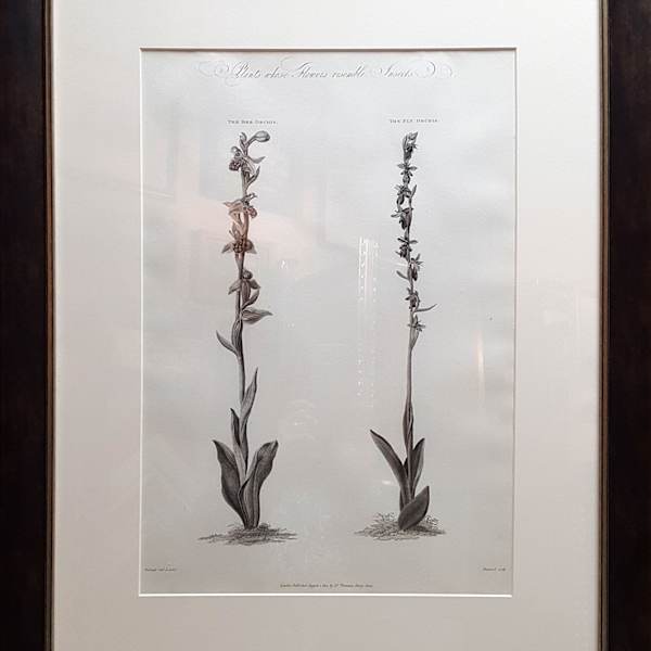 Plants Whose Flowers Resemble Insects by William Hopwood (1784-1853), Image 5.