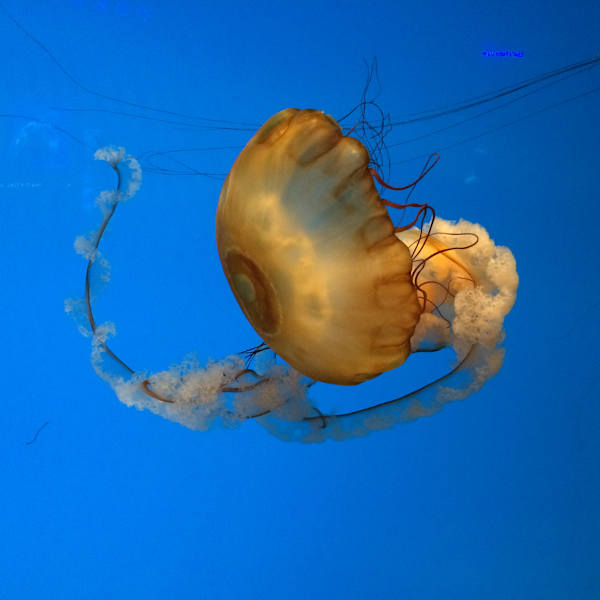 Jellyfish by Sally Southerlan, RN, Image 1.