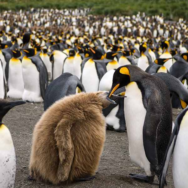 Feeding Time by Lauri Campagna, MD, Image 1.