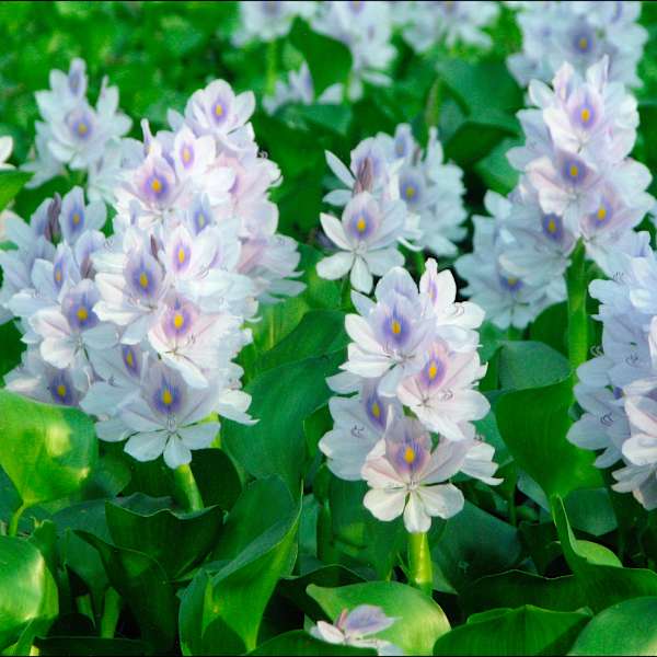 Water Hyacinth by Rasadul Kabir, Image 1.